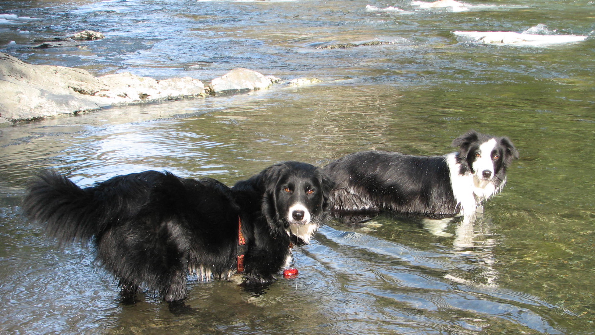 Sunny my fearful dog in the foreground learning about rivers.