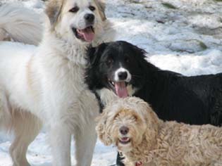 3 dogs looking at the camera with open mouth grins