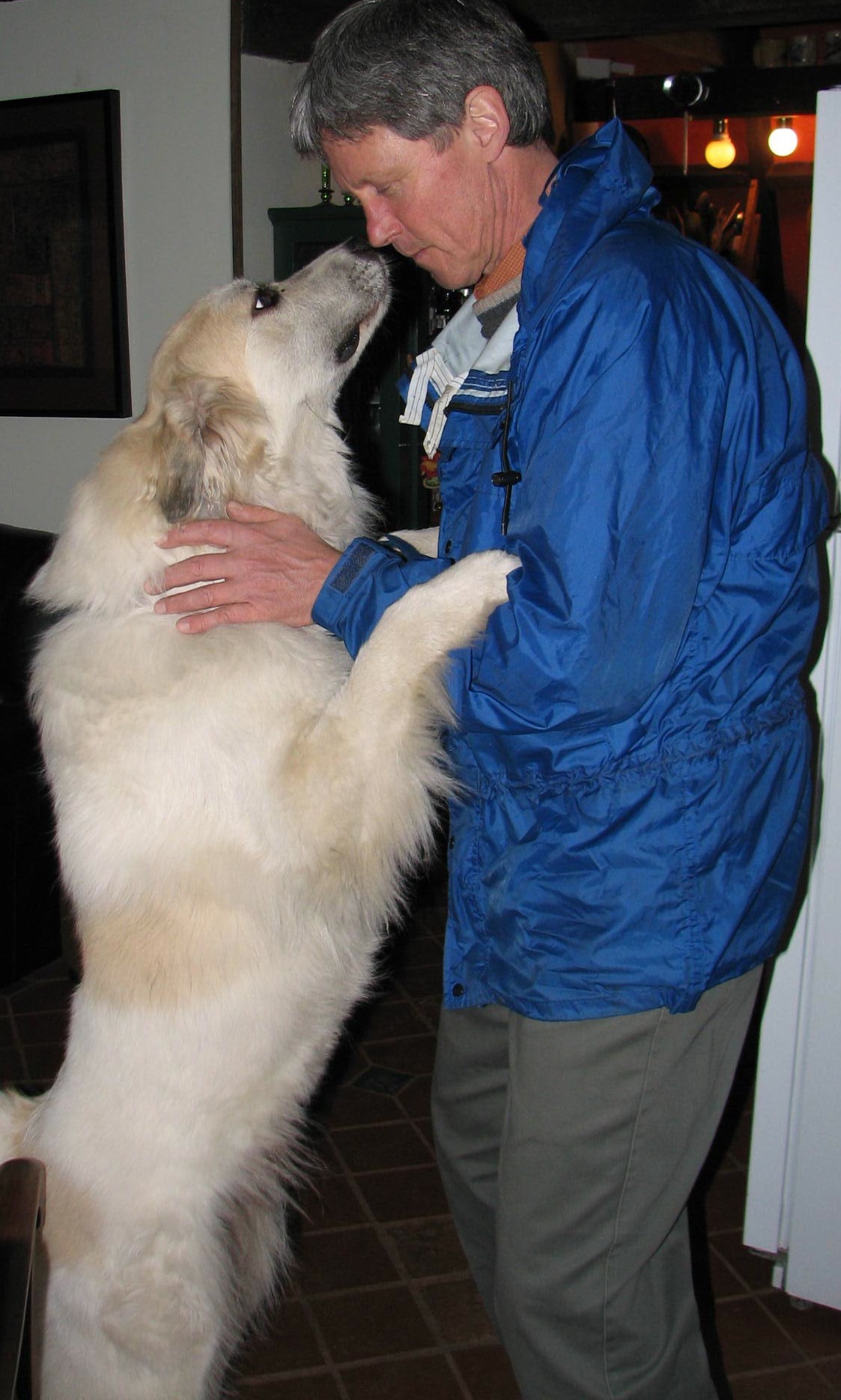 white dog standing on hind legs looking up at a man