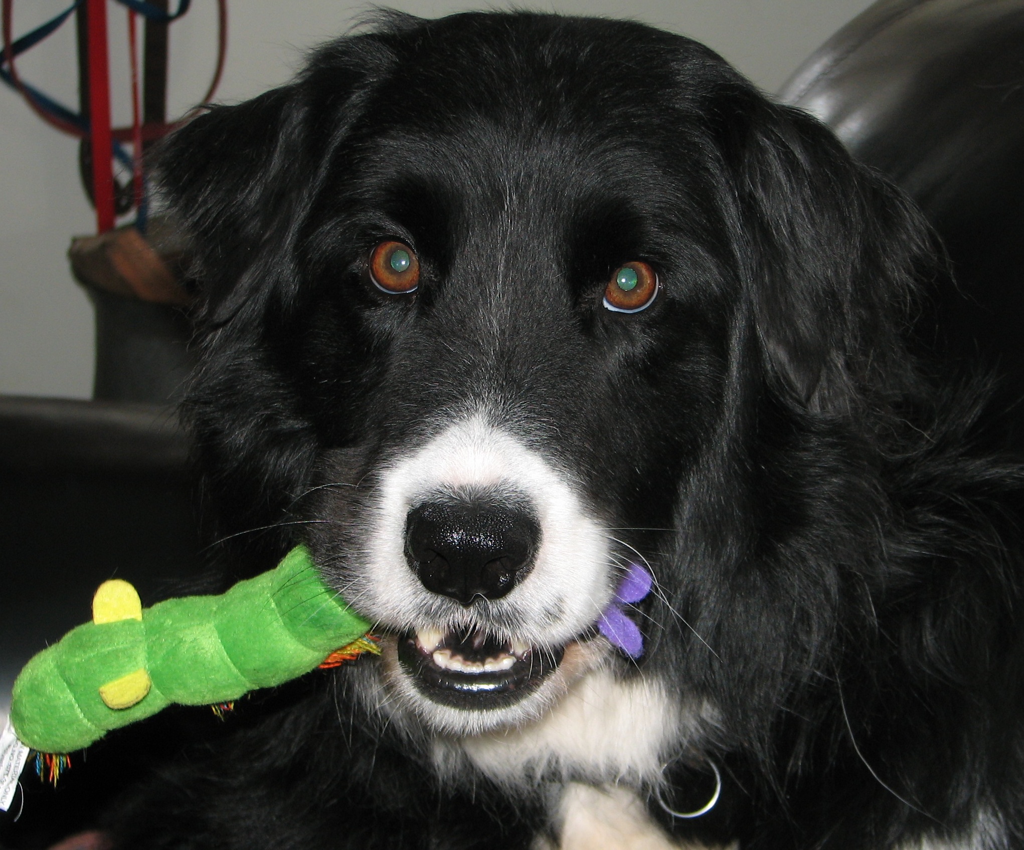 dog with stuffed catepillar in his mouth