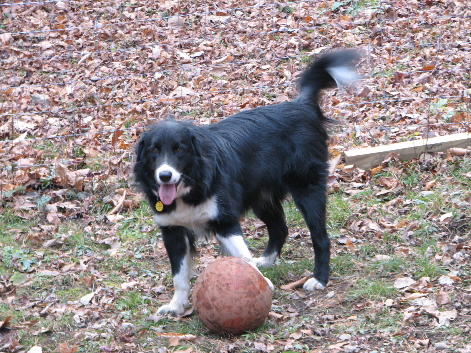 ball play black & white dog with paw on a basketball