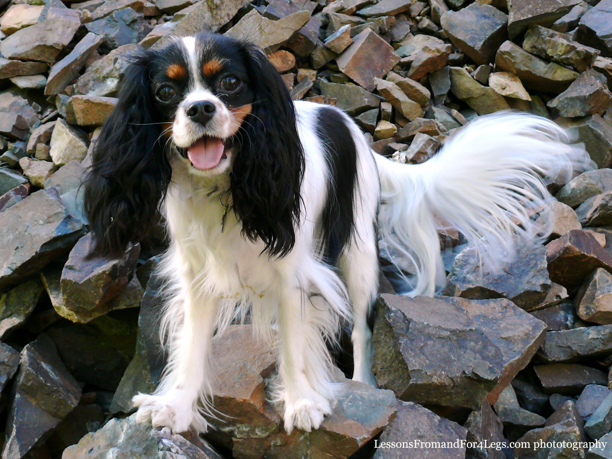 Maizey cavalier king charles spaniel