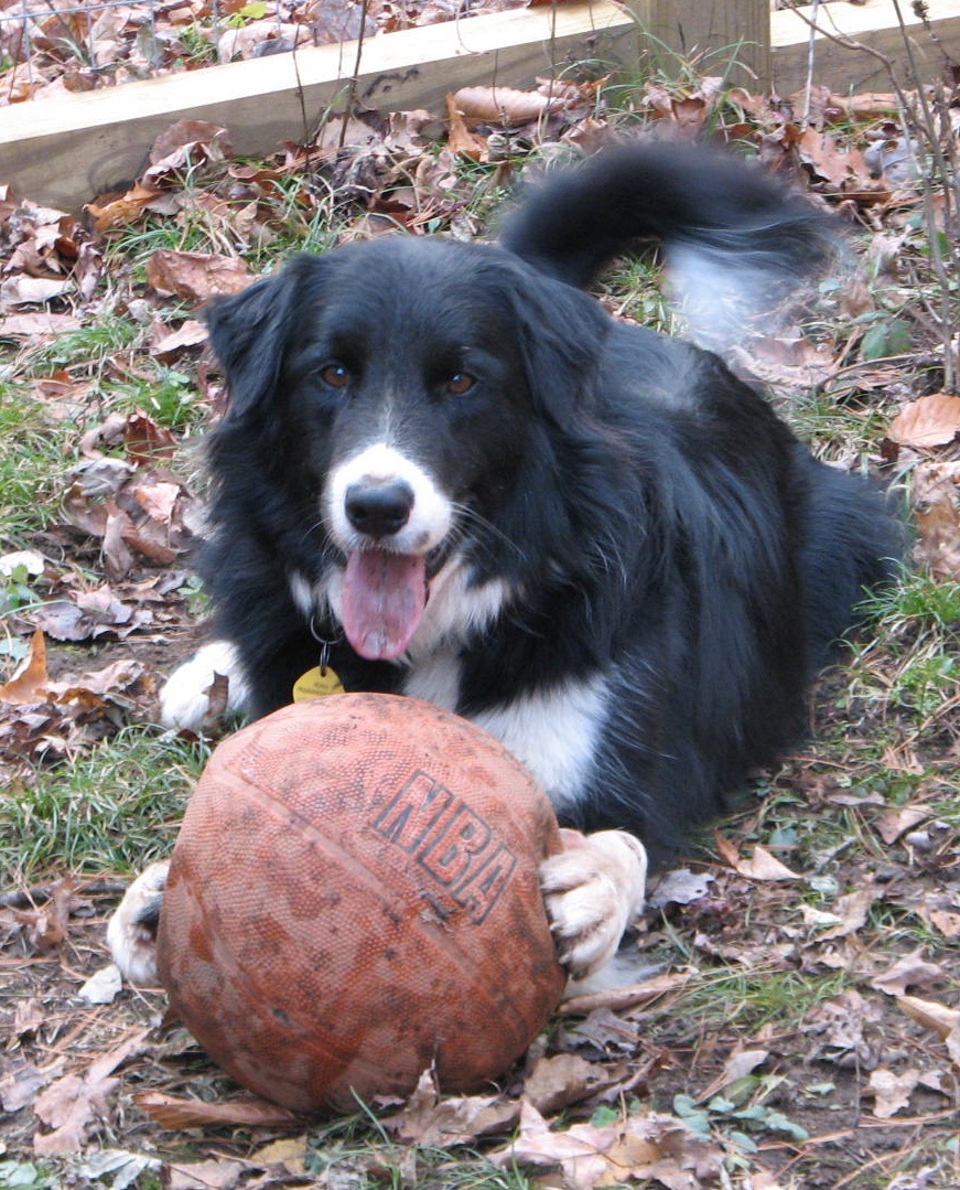 BASKETBALL black & white dog with basketball