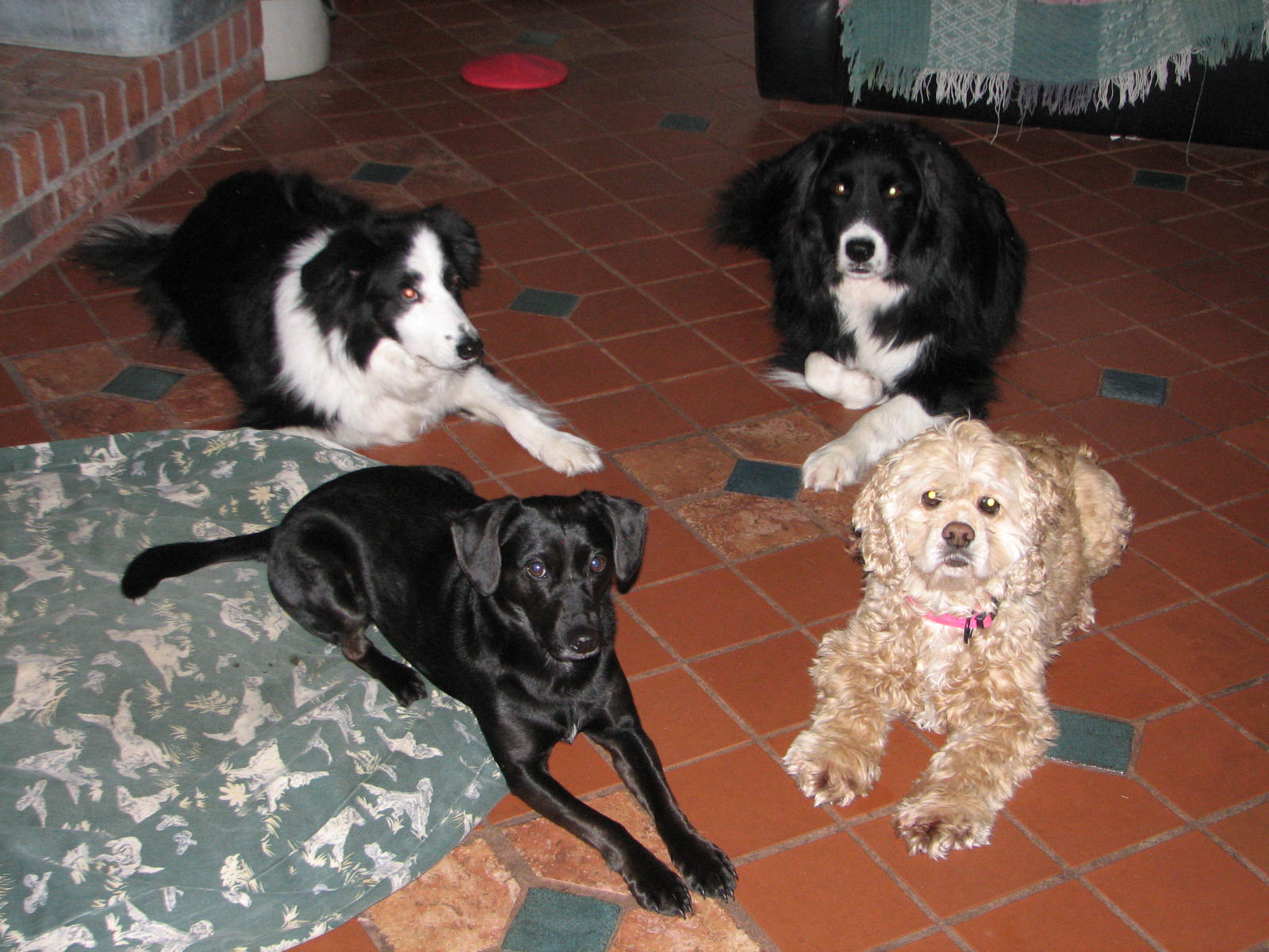 the dogs i have 4 dogs lying down and looking at the camera
