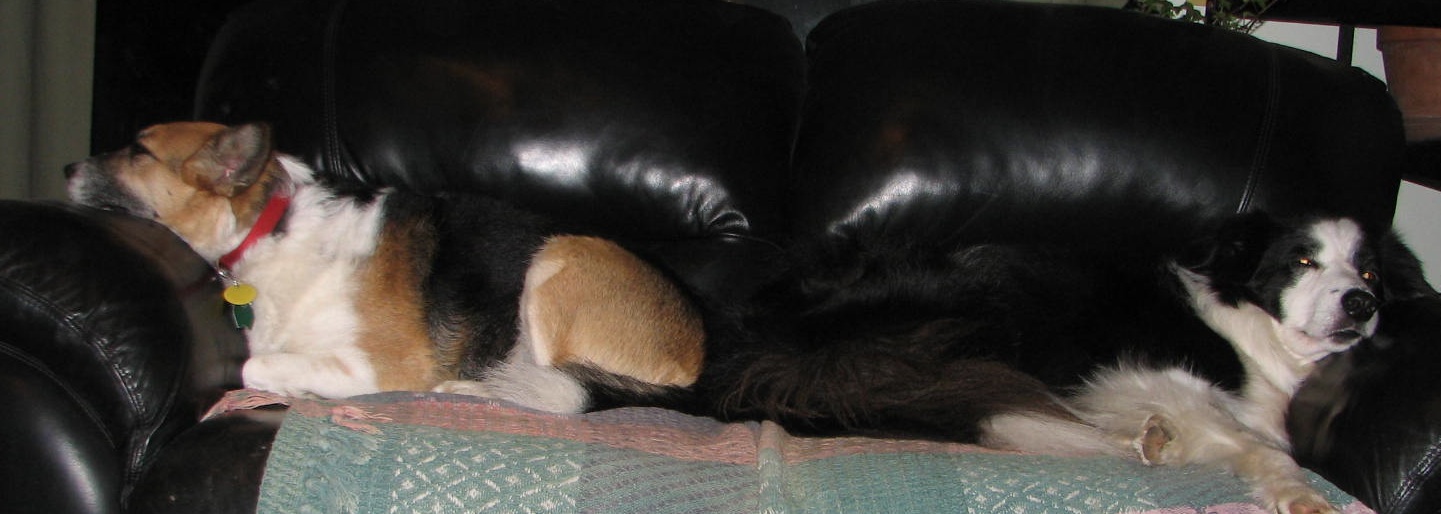 dogs on couch 2 dogs lying on couch butt to butt