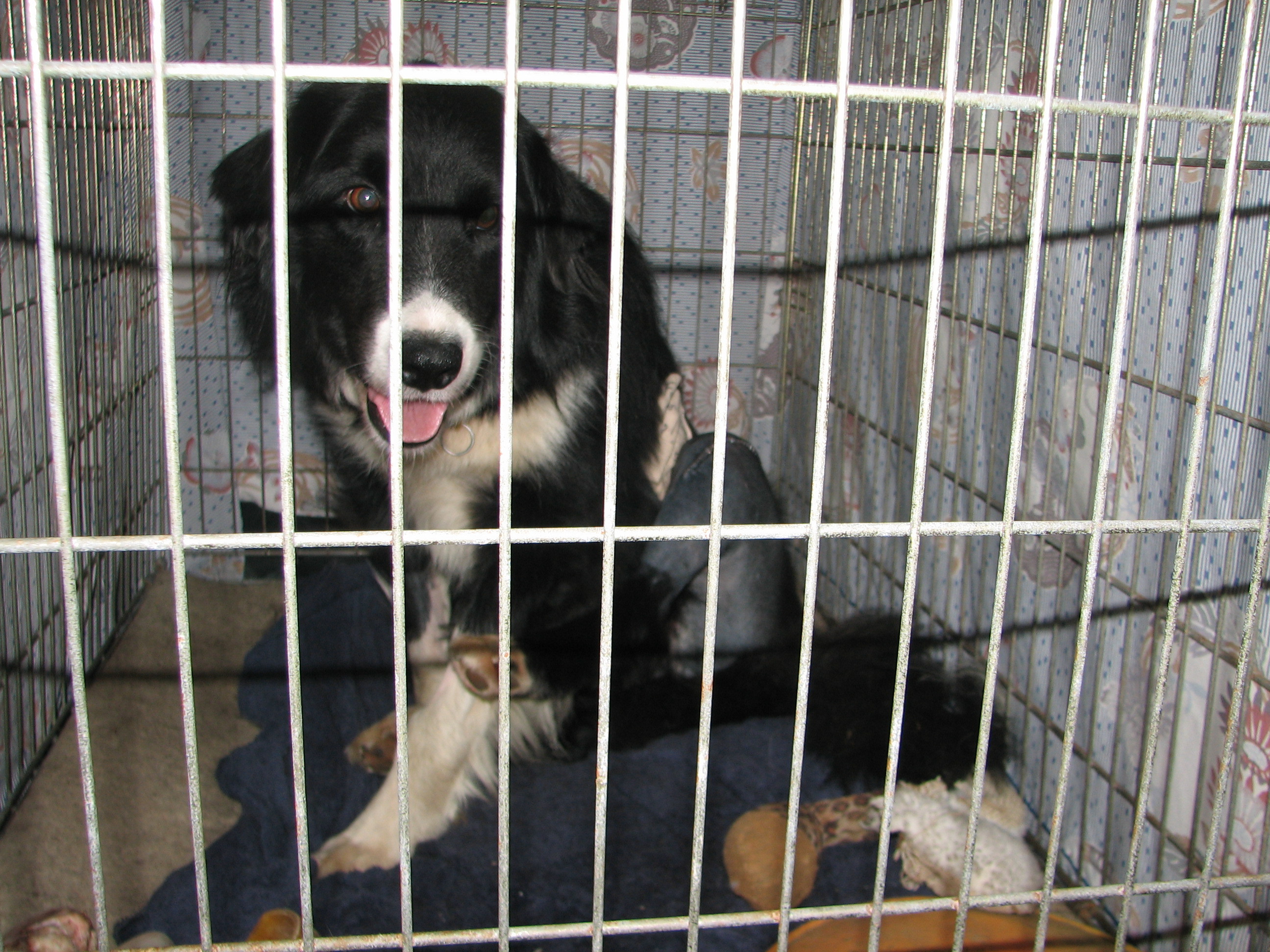 black and white dog in a crate