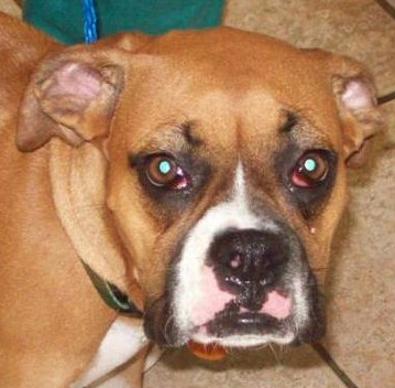 worriedboxer worried looking boxer dog