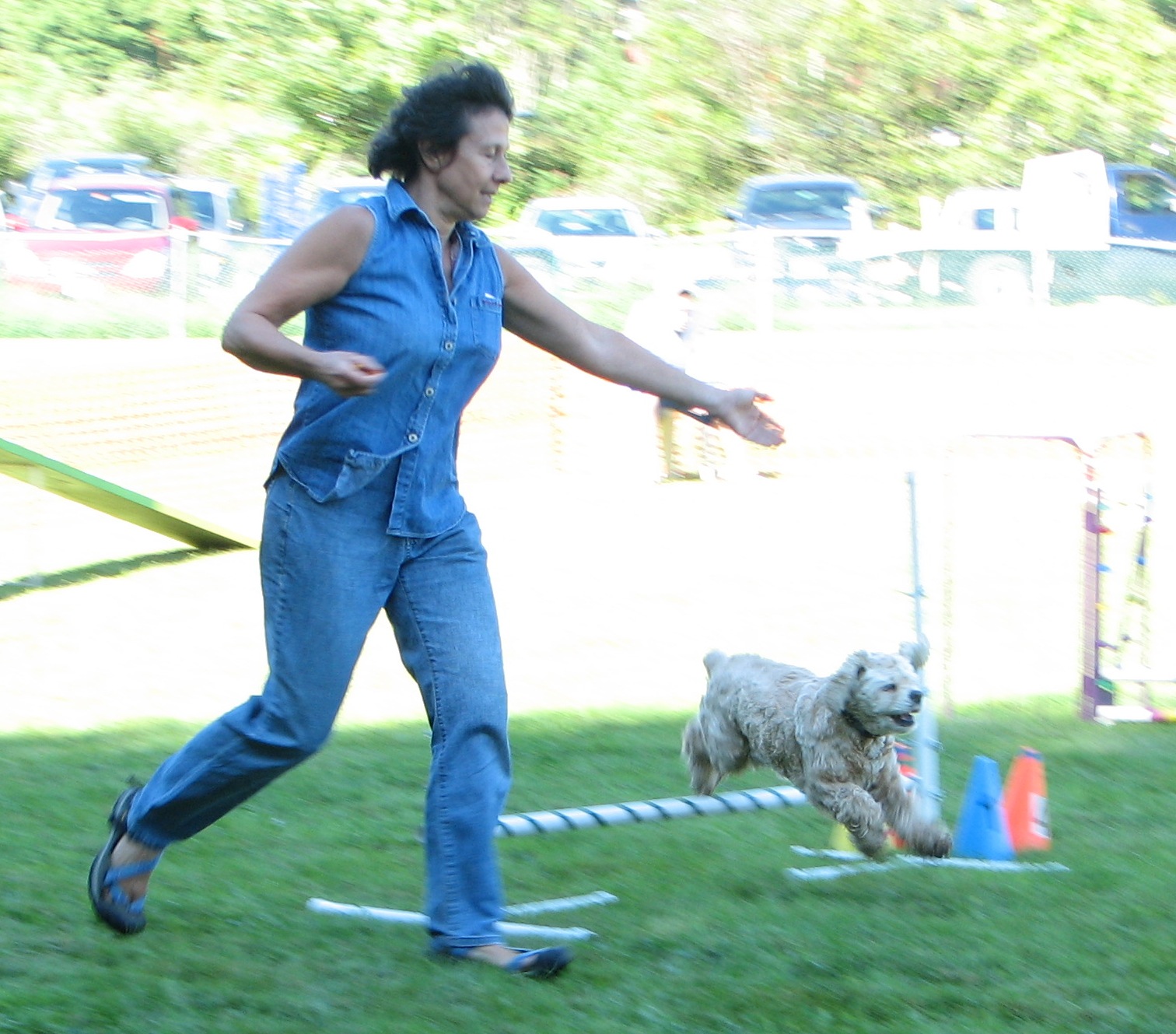 woman & cocker spaniel on agility course