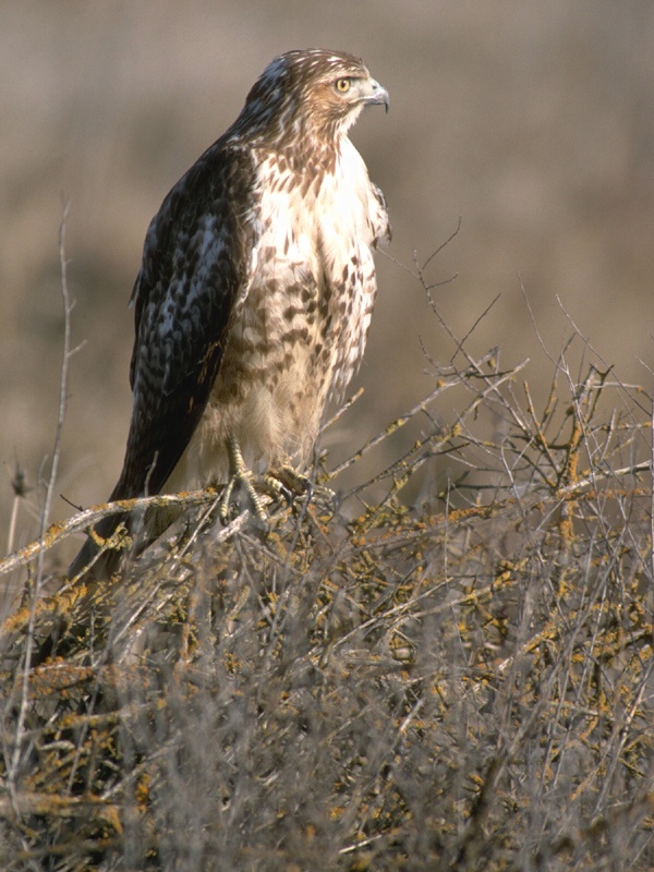 hawk perched on brush