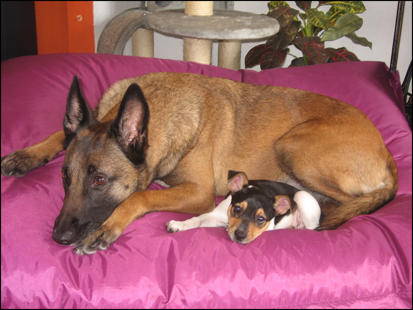 belgian malnois and terrier on pink bed