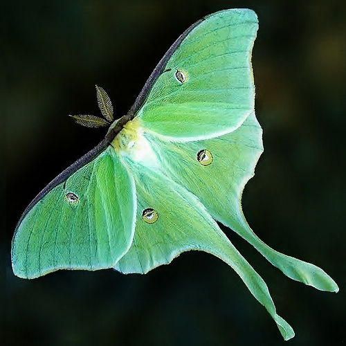 luna moth