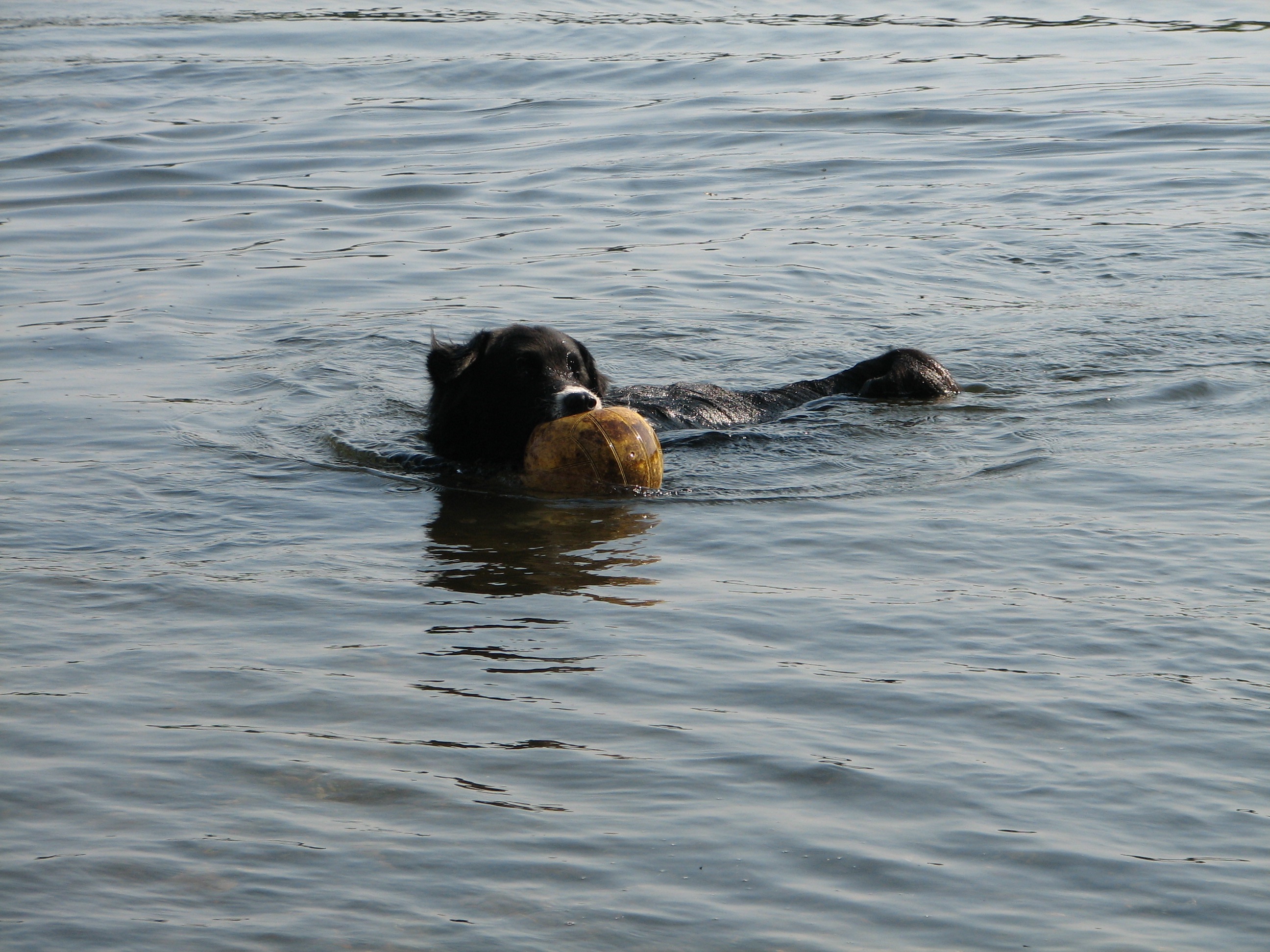 black dog swimming with yellow ball in his mouth
