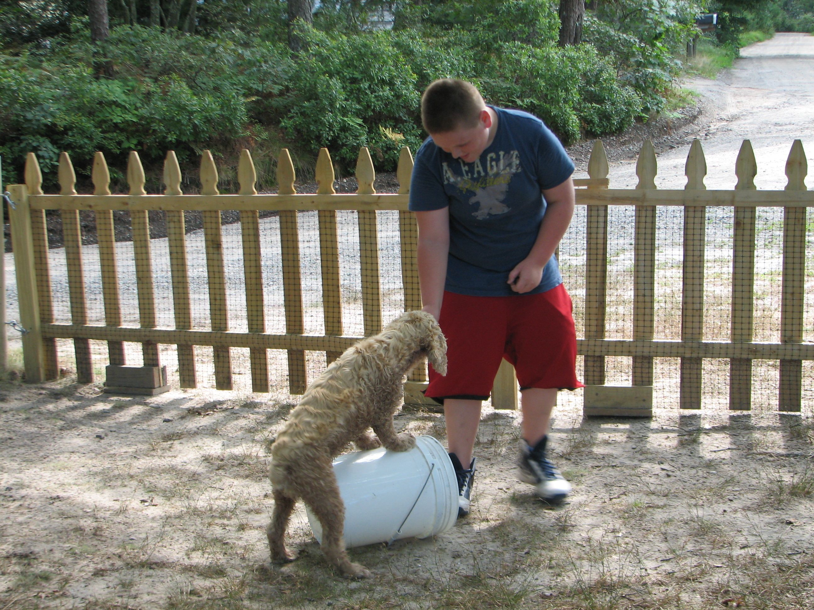 boy rewarding a cocker spaniel standing on a bucket