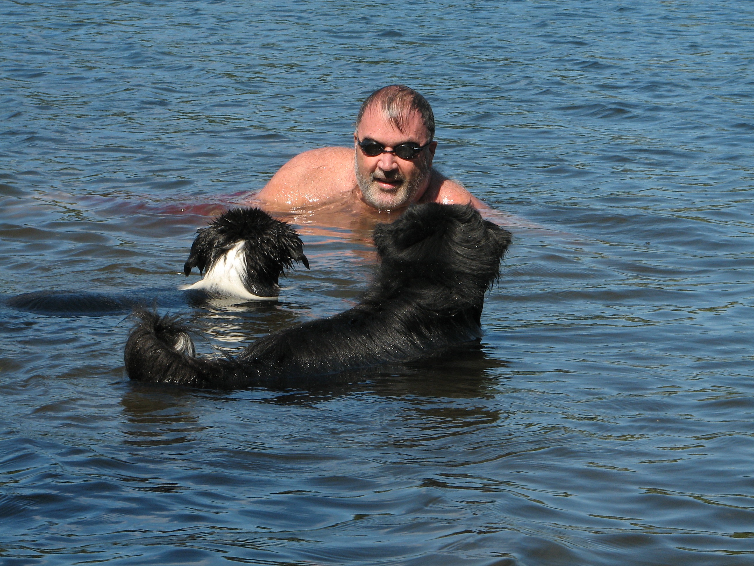 2 black dogs in the water playing with a man