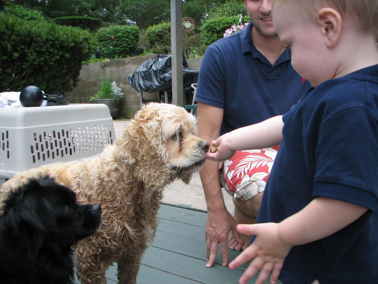 toddler feeding treats to a cocker spaniel and small black dog