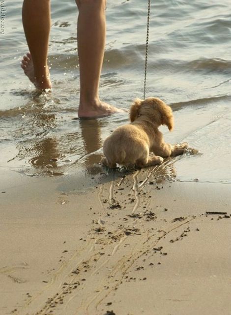 puppy being dragged into the ocean