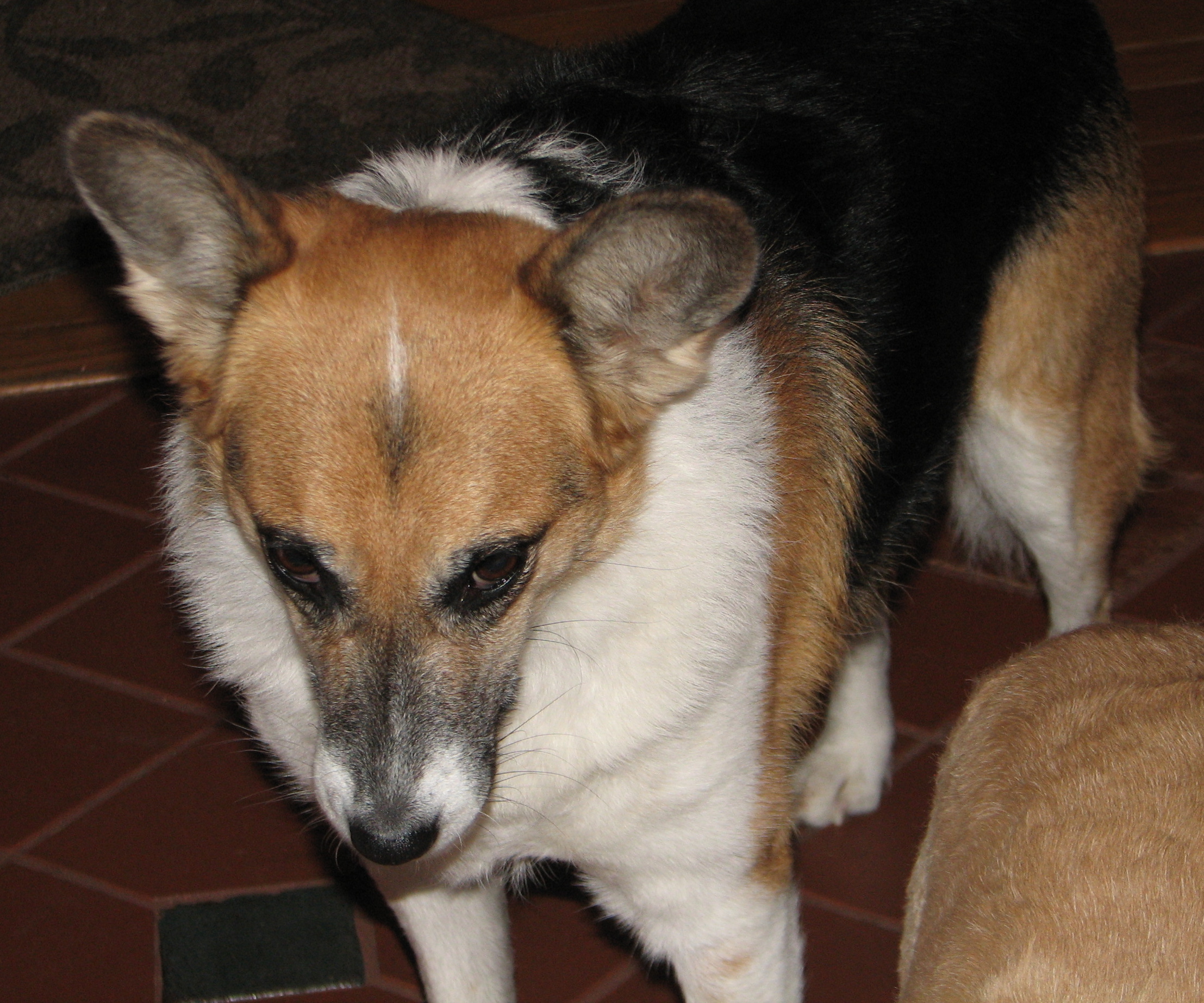 pointy-eared dog looking down