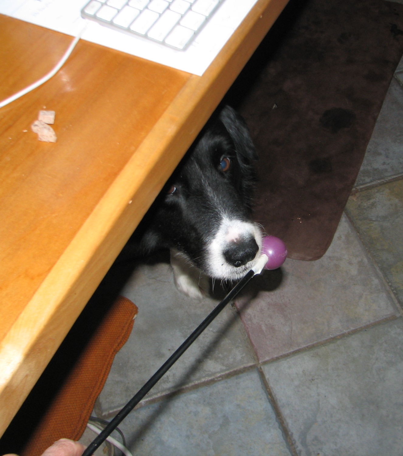 dog under desk touching a target stick