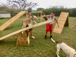 children training agility with dogs