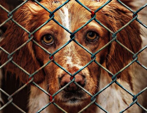 The Changing Role & Responsibility of Rescues & Shelters