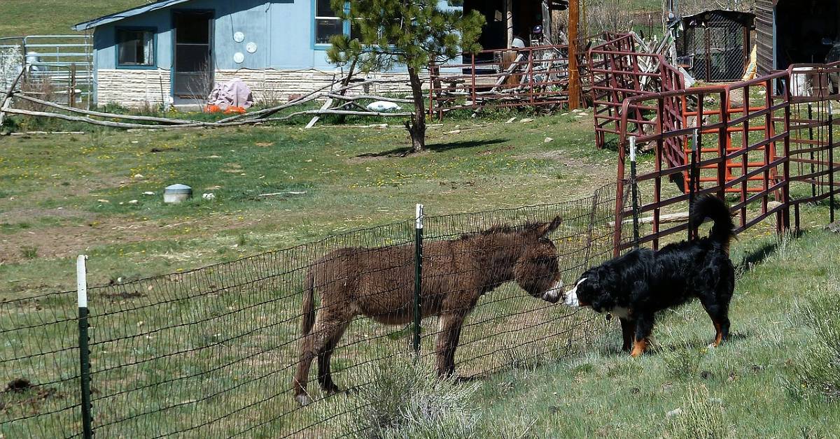 donkey and dog sniffing through fence